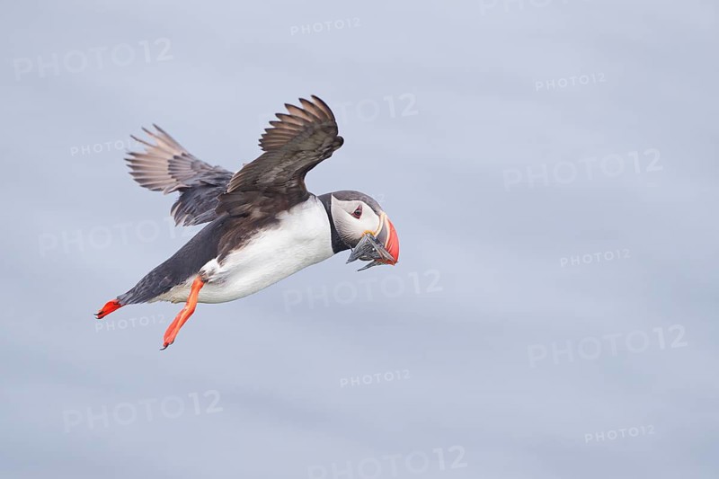 Atlantic Puffin (Fratercula arctica) flying with food in beak, Grimsey, Iceland