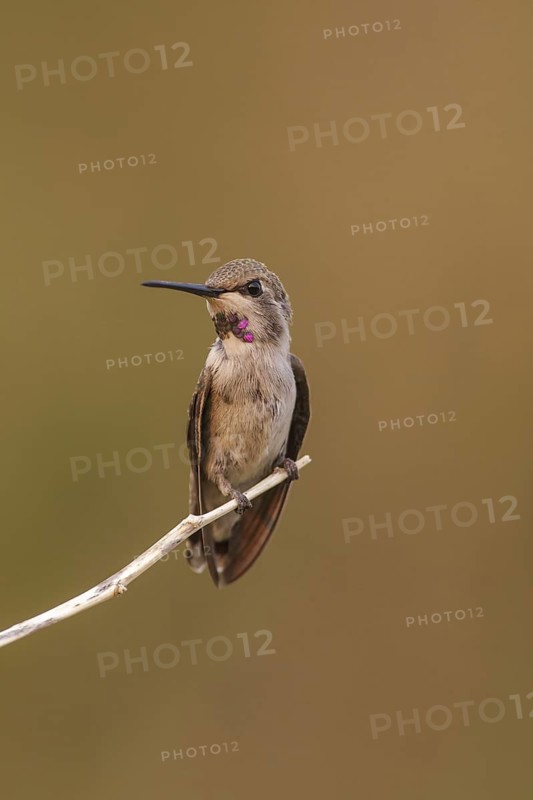 Costa's Hummingbird (Calypte costae) male, California, USA