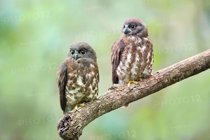 Brown Hawk-Owl (Ninox scutulata) with juvenile, Central Catchment Nature Reserve, Singapore