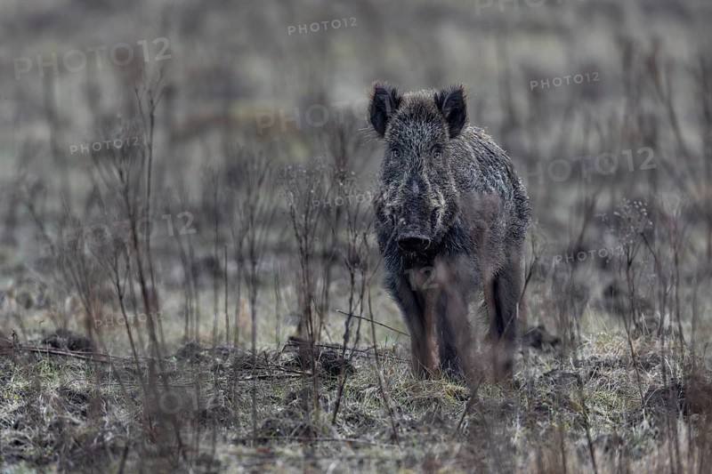 The wild boar (Sus scrofa) has spotted me, eyes me briefly and moves into the neighbouring spruce forest, Denmark