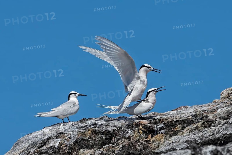 Black-naped Tern (Sterna sumatrana), Queensland, Australia