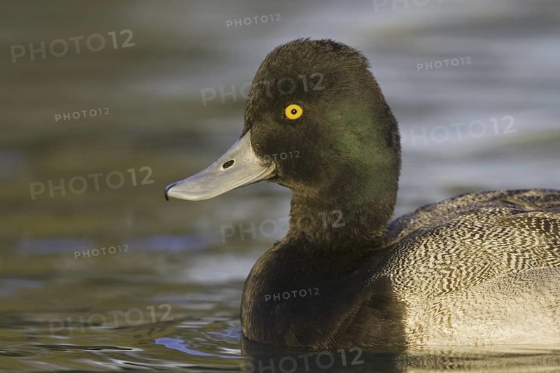 Lesser Scaup (Aythya affinis) male, Arizona, USA