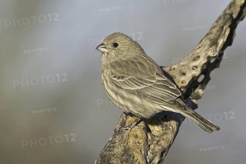 House Finch (Haemorhous mexicanus) female, Arizona, USA