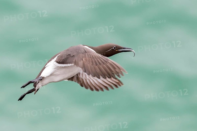 Common Murre (Uria aalge) flying, Saltee Islands, Ireland