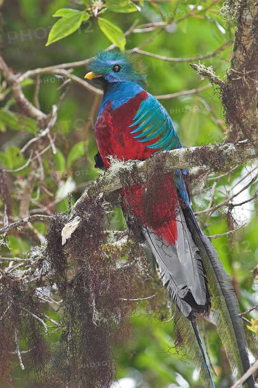 Resplendent Quetzal (Pharomachrus mocinno) male, Costa Rica