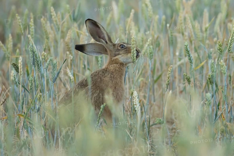 European brown hare (Lepus europaeus) adult animal feeding on a wheat sheath in a farmland field in summer, England, United Kingdom
