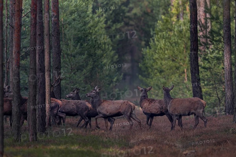 Suddenly the red deer herd (Cervus elaphus) returns, some animals stop and look into the opposite part of the forest, I am sure that they have encountered the large wolf pack (Canis lupus) again shortly in front of, wolf contact, shedding time, antler loss, March, Germany