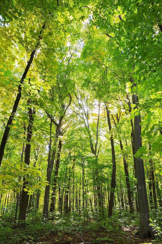 Mixed forest of tall backlighted Acer - Maple, Betula - Birch trees with abundant green, yellowish leaves and sunburst in autumn, Laval, Quebec, Canada