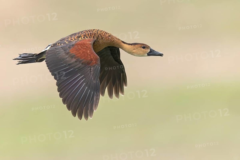 Wandering Whistling Duck (Dendrocygna arcuata) in a wetland in Papua New Guinea
