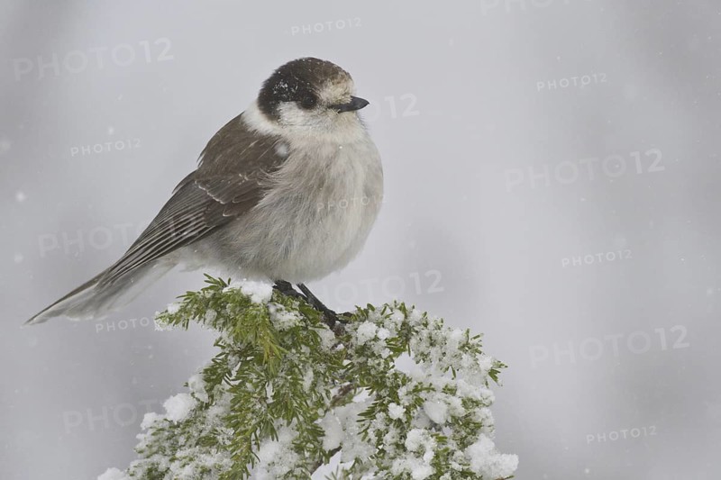 Grey Jay (Perisoreus canadensis), British Columbia, Canada