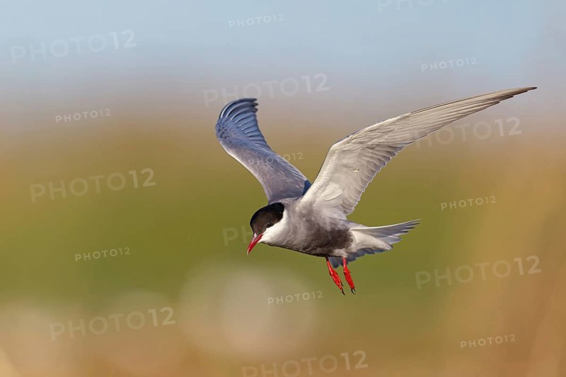 White-bearded Tern, White-bearded Tern, (Chlidonias hybridus), (Chlidonias hybrida), Marsh Tern family, biotope, habitat, foraging, flight recording, East Khawr Khawr Ad Dahariz, Salalah, Dhofar, Oman