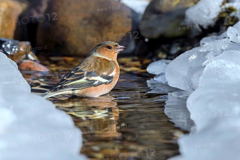 Common Chaffinch (Fringilla coelebs) male in an icy creek, Mecklenburg-Western Pomerania, Germany