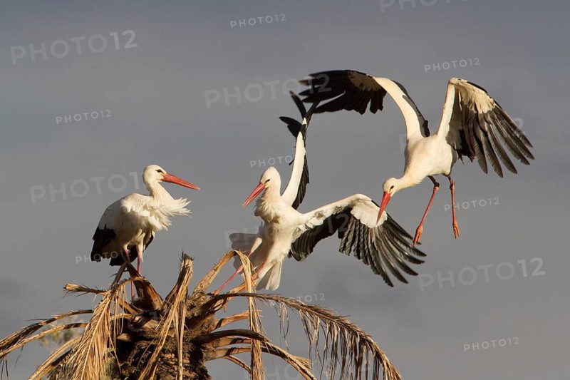 White Stork (Ciconia ciconia), Morocco