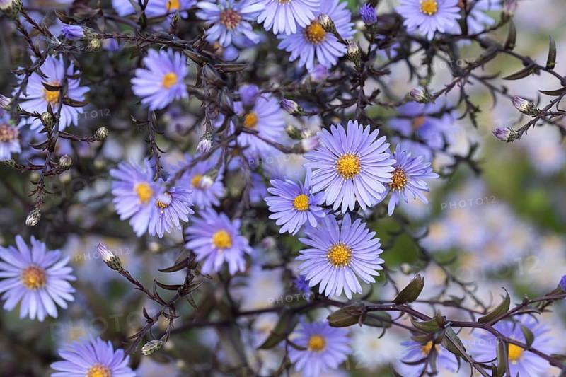Smooth aster (Aster laevis 'Calliope'), Federal Garden Show 2019, Germany