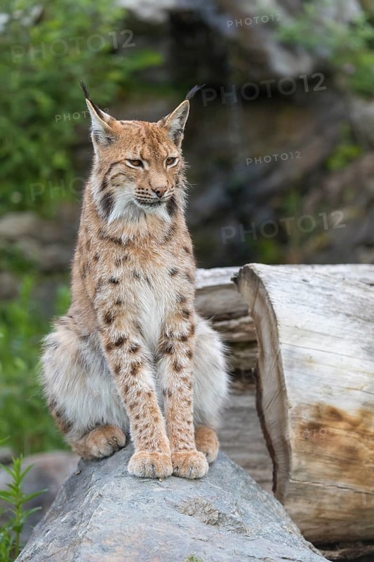 One Eurasian lynx, (Lynx lynx), sitting on a rock with a some green vegetation in the background. Looking towards the camera