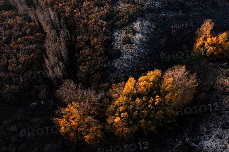 A stunning aerial photograph captures the vibrant colors of a forest in autumn. Shades of gold, yellow, and green blend beautifully, showcasing the seasonal transformation of nature
