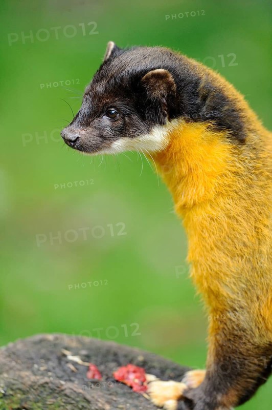 Portrait of a golden yellow marten with a dark head against a green background, coloured marten (Martes flavigula), captive