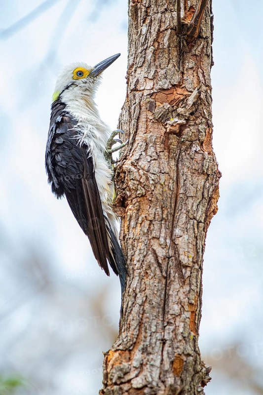 White woodpecker (Melanerpes candidus) Pantanal Brazil