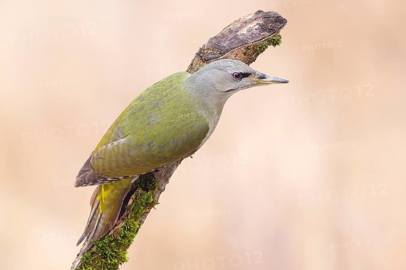 Grey-headed Woodpecker (Picus canus), female sitting on an old branch overgrown with moss, Wildlife, Animals, Winter, Birds, Woodpeckers, Siegerland, North Rhine-Westphalia, Germany