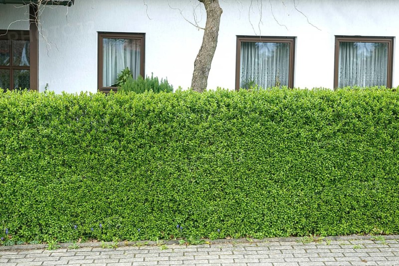 Rain willow (Ligustrum vulgare 'Atrovirens'), Germany