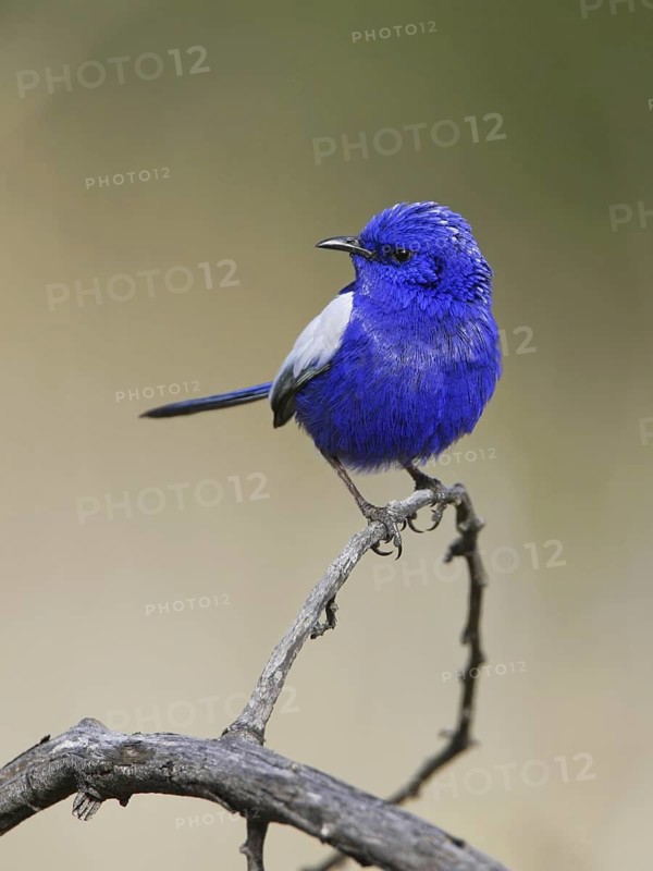 White-winged Fairywren (Malurus leucopterus) male, New South Wales, Australia