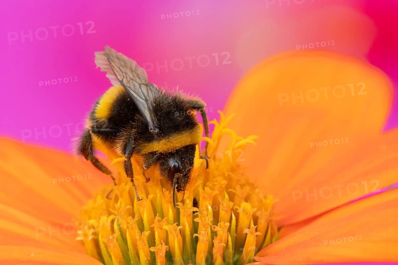 Buff tailed bumblebee (Bombus terrestris) adult bee insect feeding on a garden Mexican sunflower (Tithonia spp) flower in summer, Suffolk, England, United Kingdom