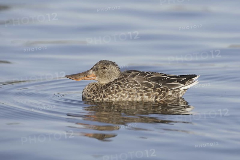 Northern Shoveler (Spatula clypeata) female, California, USA