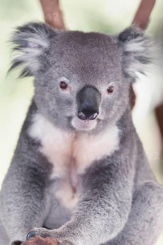 Koala sitting on eucalyptus tree branch, Brisbane, Queensland, Australia