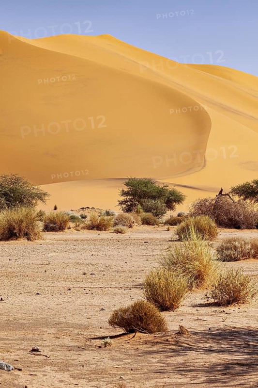 Large sand dune in the desert with few trees and bushes under a clear blue sky, The sand dunes of the Sahara in Algeria