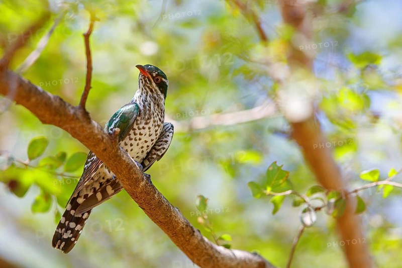 Golden cuckoo, Afrotropical species, family of golden cuckoos, cuckoo, (Chrysococcyx caprius), Wadi Darbat, Salalah, Dhofar, Oman