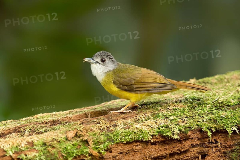 Yellow-bellied Bulbul (Alophoixus phaeocephalus), Pahang, Malaysia
