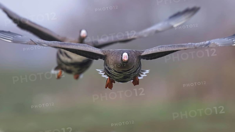 Greater White-fronted Goose (Anser albifrons) flying, North Rhine-Westphalia, Germany
