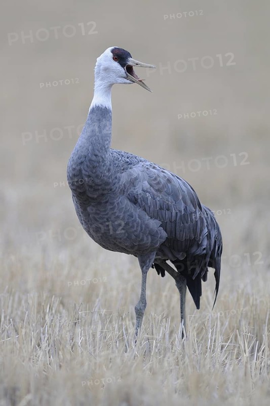Hooded Crane (Grus monacha) calling, Arasaki, Japan