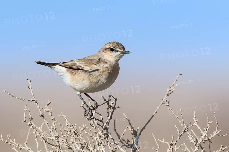 Isabelline Wheatear (Oenanthe isabellina), Eilat, Israel