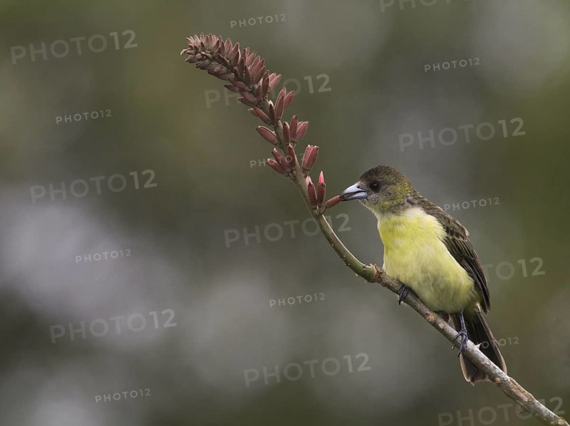 Lemon-rumped Tanager (Ramphocelus icteronotus) female, Santo Domingo, Ecuador
