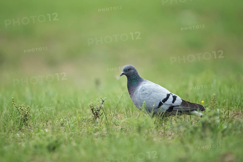 Hill Pigeon (Columba rupestris) perched in field, Dornod-Aimag, Mongolia