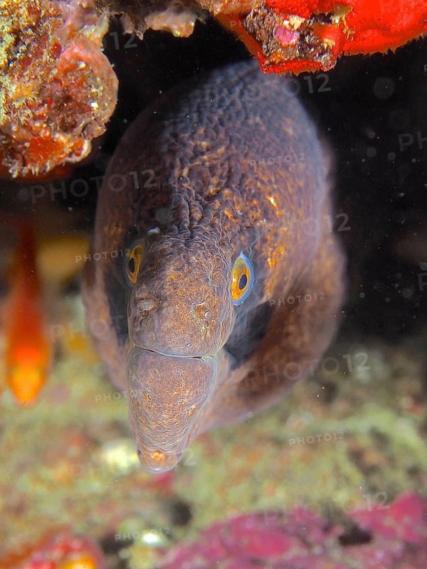 Bearded moray eel (Gymnothorax breedeni)