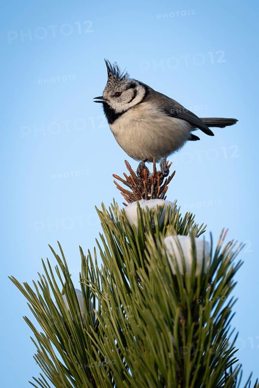 Crested Tit (Parus Scalloped ribbonfish) sitting on branch in pine tree (Pinus) in winter, Korpo or Korppoo, southern Finnish archipelago, Finland
