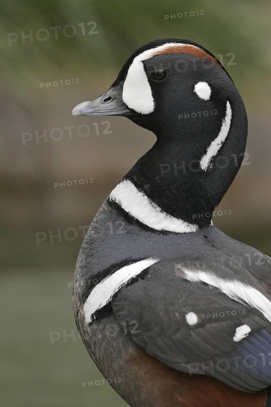 Harlequin Duck (Histrionicus histrionicus) male, California, USA