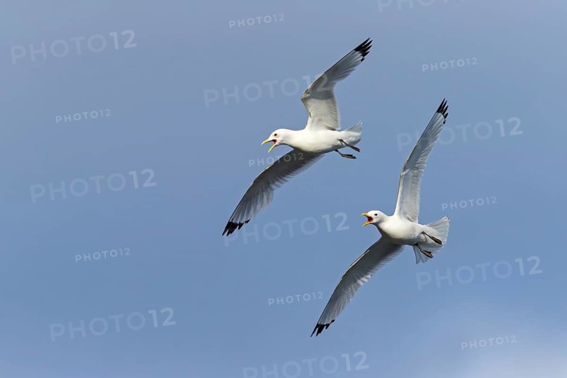 Dreizehenmöwe, Black-legged Kittiwake, Kittiwake, Rissa tridactyla, Mouette tridactyle, Gaviota Tridáctila