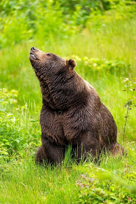 Eurasian brown bear (Ursus arctos arctos) sitting on a meadow, Bavarian Forest, Bavaria, Germany