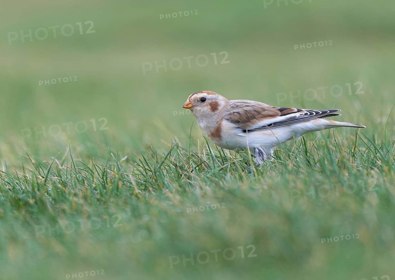 Snow Bunting (Plectrophenax nivalis), Asturias, Spain