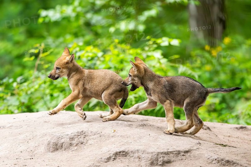Eurasian wolf (Canis lupus lupus) cubs (youngster) on a little sand hill in the forest, Hesse, Germany