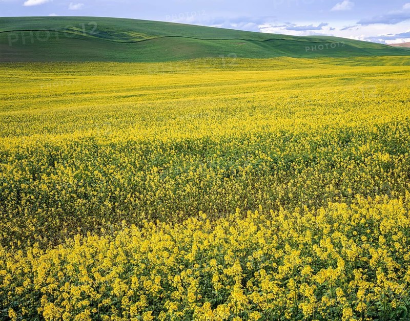 Bright yellow canola fields in full bloom with rolling green hills of developing wheat in the background, located in the Palouse region of Washington State during spring