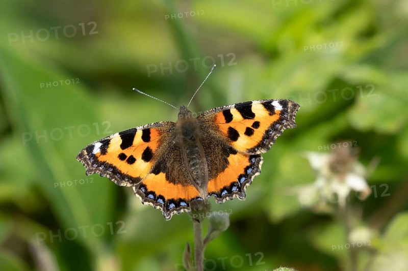 Small tortoiseshell butterfly (Aglais urticae) adult insect feeding on bramble plant flowers in summer, England, United Kingdom