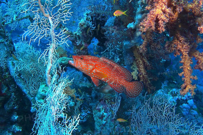 Jewelled grouper (Cephalopholis oligosticta)