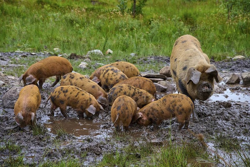 A sow and her piglets play in the muddy area of a meadow, pig breed, Oxford Sandy and Black, Scotland, United Kingdom, Great Britain