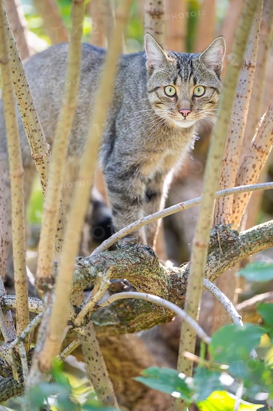 European wildcat (Felis silvestris silvestris) on an old tree trunk, Hesse, Germany