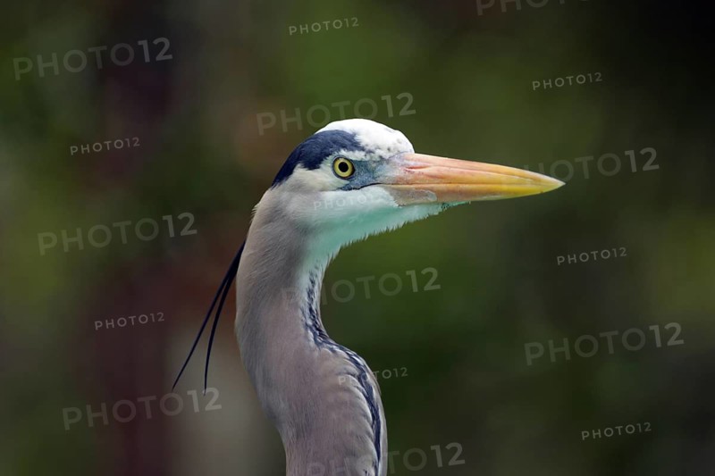 Portrait of the Canadian Heron (Ardea herodias) in Homosassa, Florida, USA