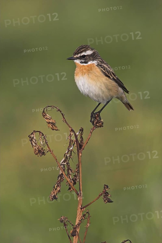 Whinchat (Saxicola rubetra) male, Lesvos, Greece